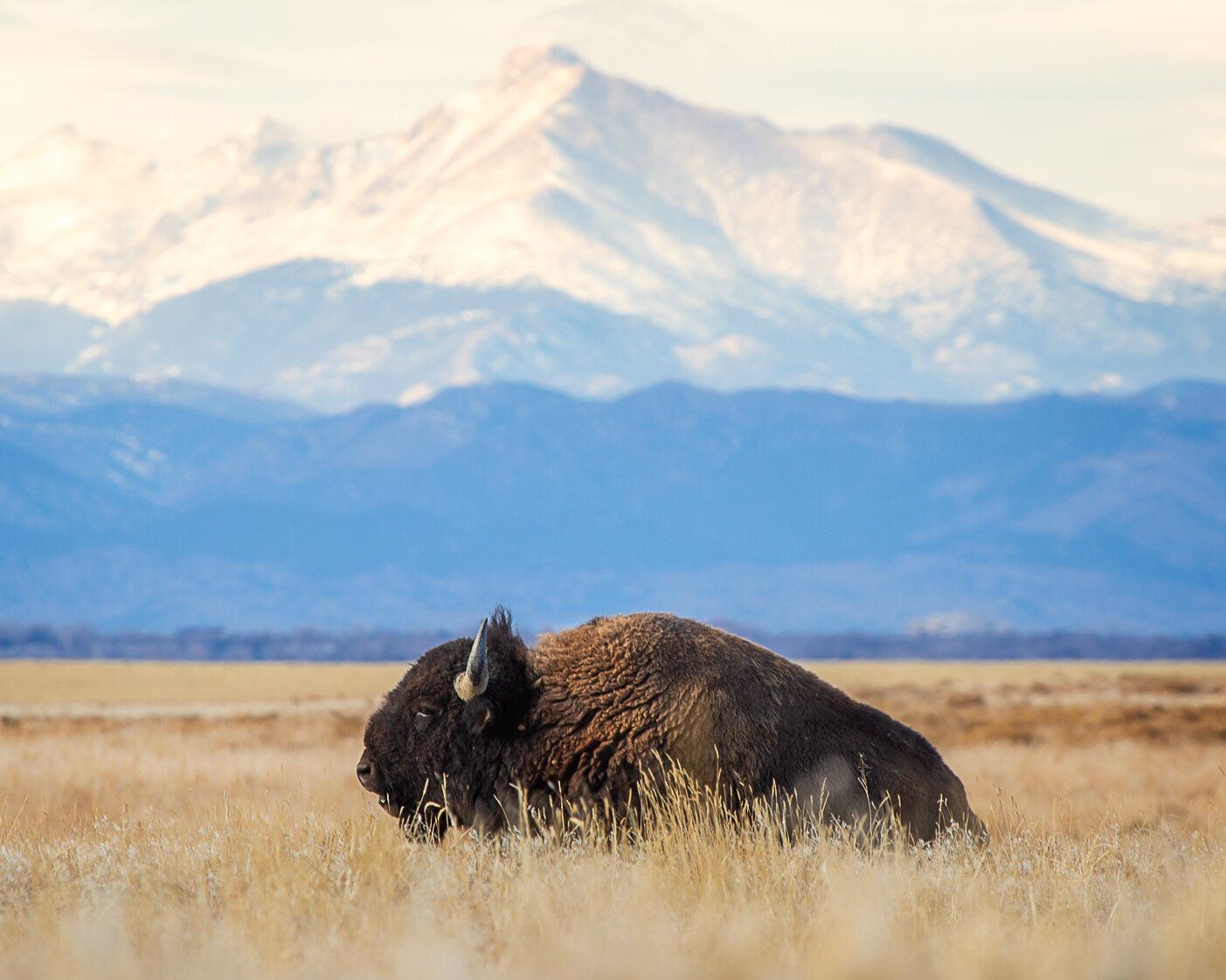 Wild bison herd grazing in Yellowstone National Park