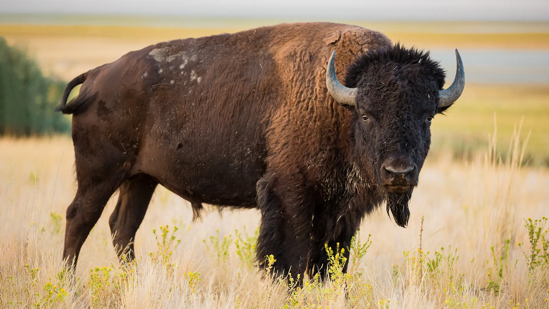 American bison standing in grassland, the national animal of America