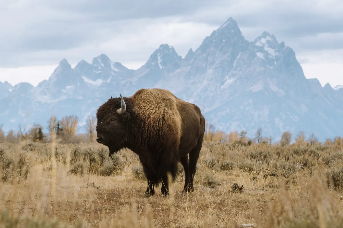 Bull bison showing shoulder hump and horns, largest land mammal in North America
