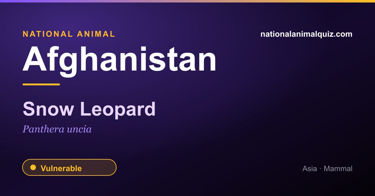 Afghanistan national animal — the Snow Leopard (Panthera uncia)