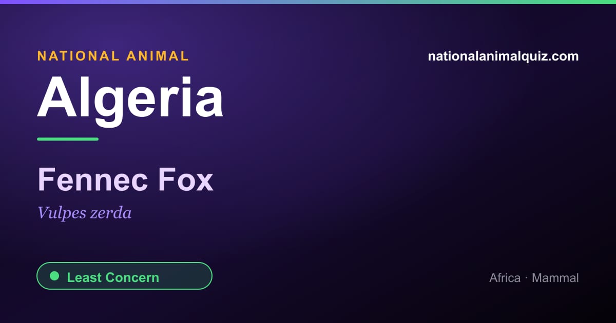 Algeria national animal — the Fennec Fox (Vulpes zerda)