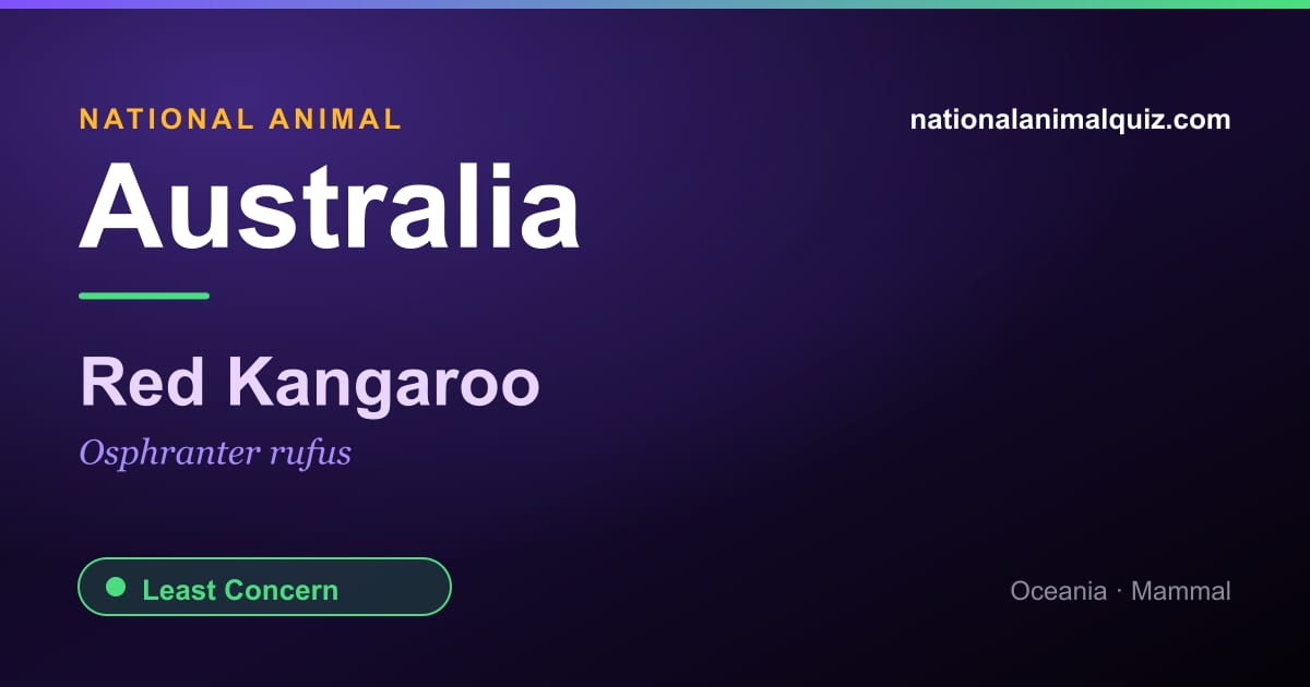 Australia national animal — the Red Kangaroo (Osphranter rufus)