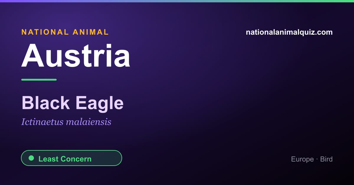 Austria national animal — the Black Eagle (Ictinaetus malaiensis)