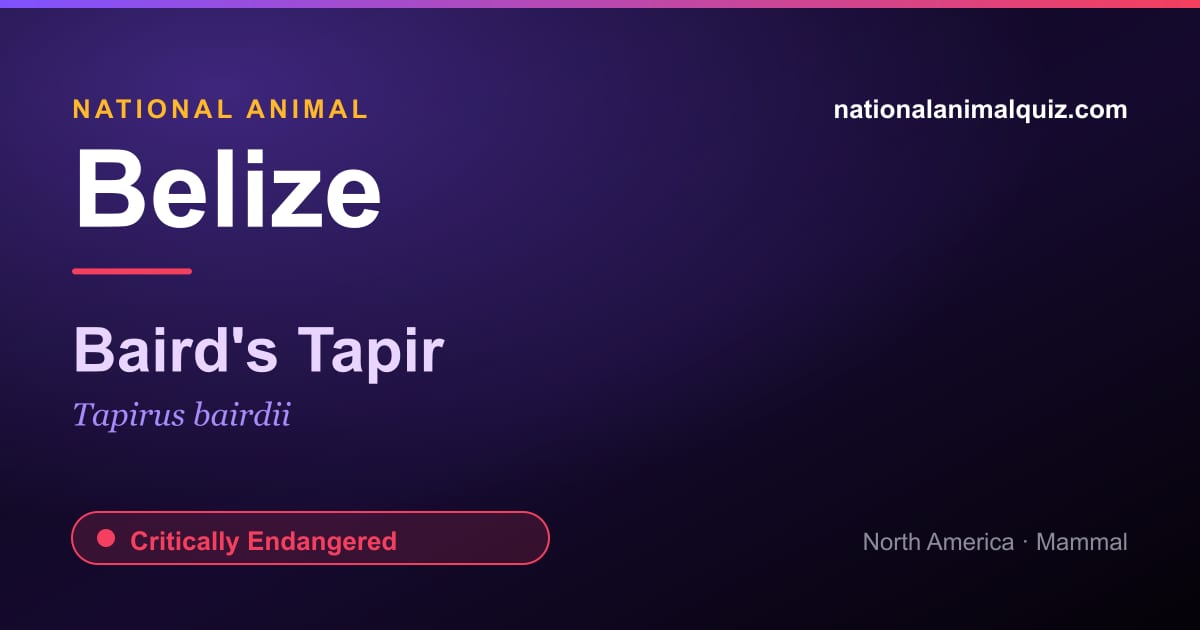 Belize national animal — the Baird's Tapir (Tapirus bairdii)
