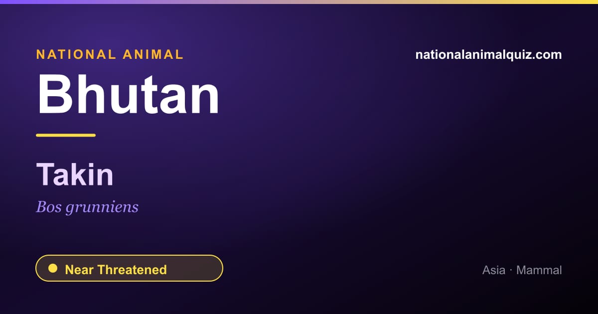 Bhutan national animal — the Takin (Bos grunniens)
