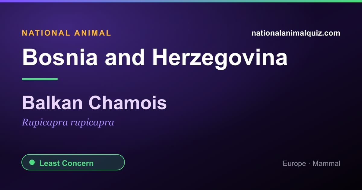 Bosnia and Herzegovina national animal — the Balkan Chamois (Rupicapra rupicapra)