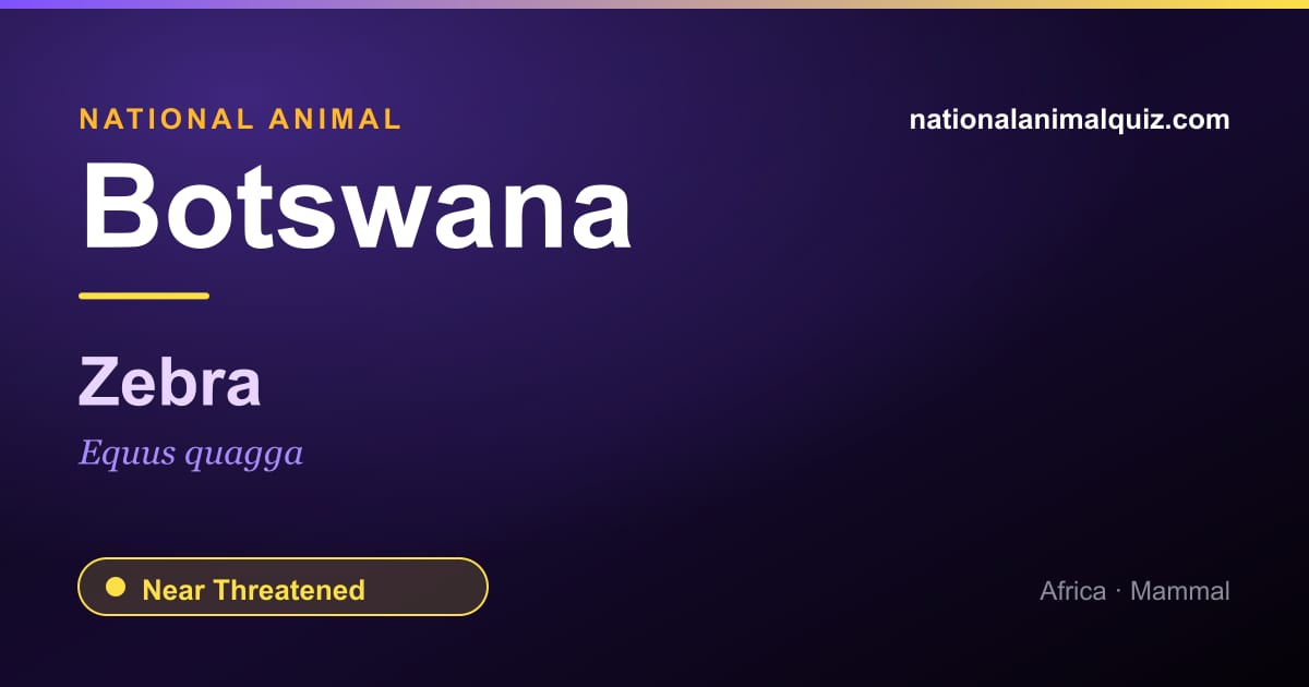 Botswana national animal — the Zebra (Equus quagga)