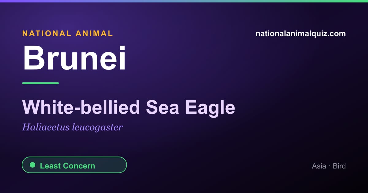Brunei national animal — the White-bellied Sea Eagle (Haliaeetus leucogaster)