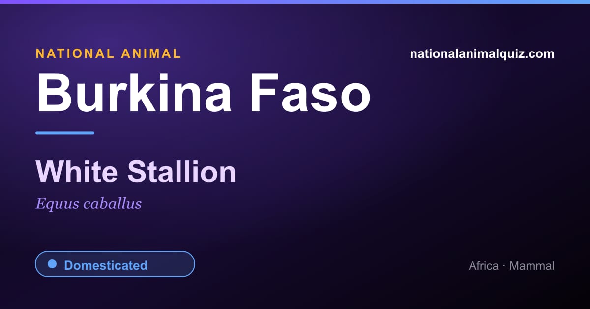 Burkina Faso national animal — the White Stallion (Equus caballus)