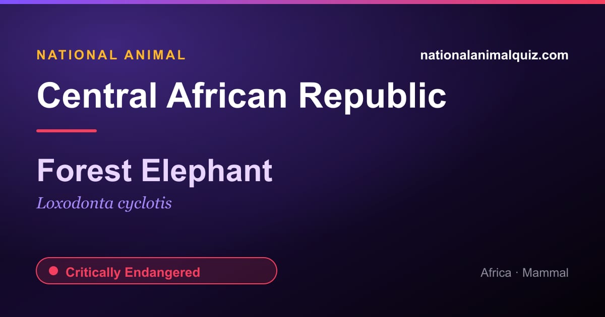 Central African Republic national animal — the Forest Elephant (Loxodonta cyclotis)