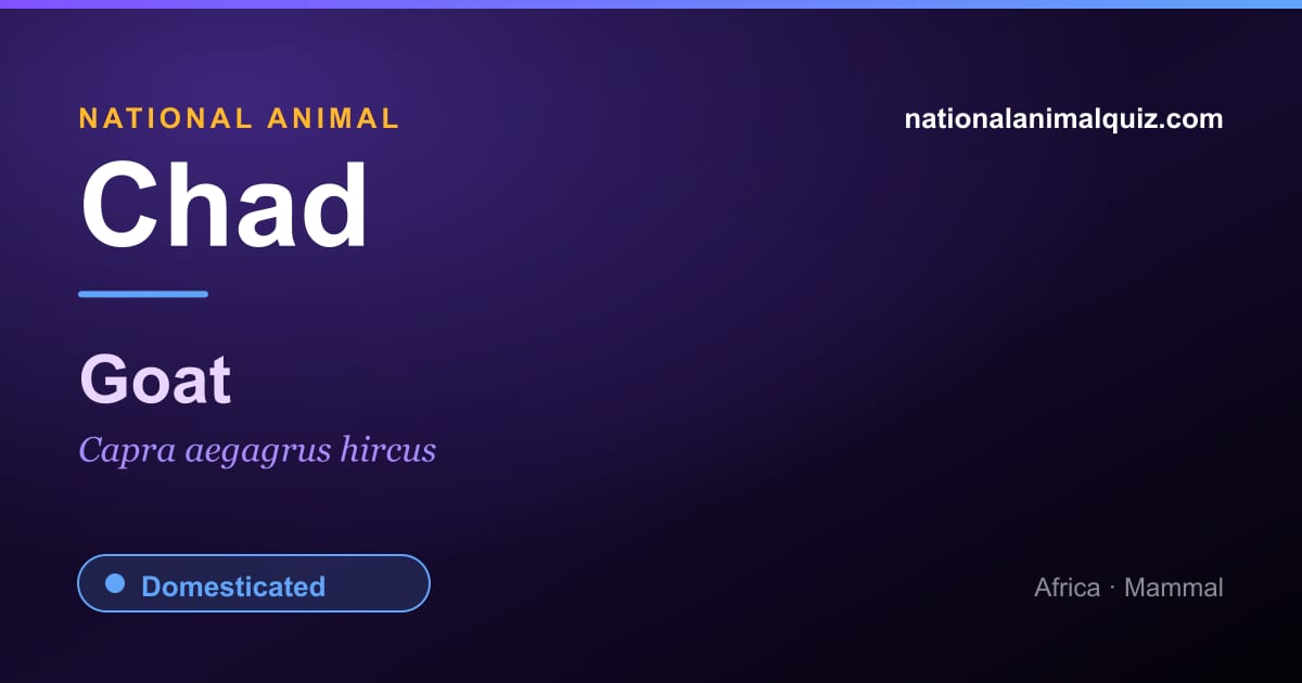 Chad national animal — the Goat (Capra aegagrus hircus)