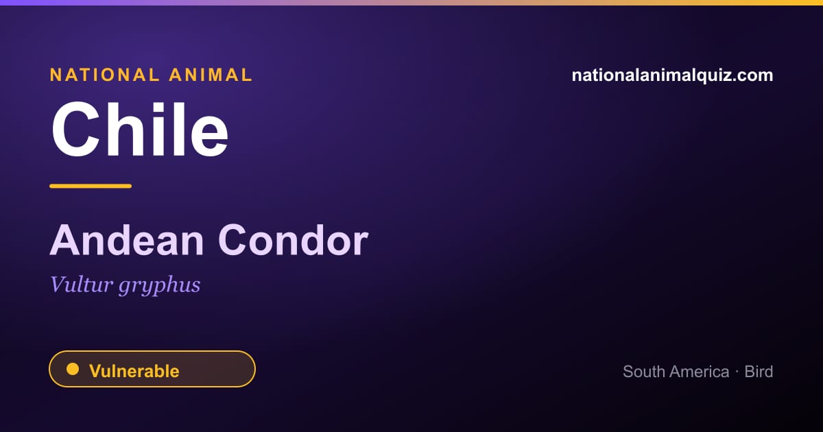 Chile national animal — the Andean Condor (Vultur gryphus)