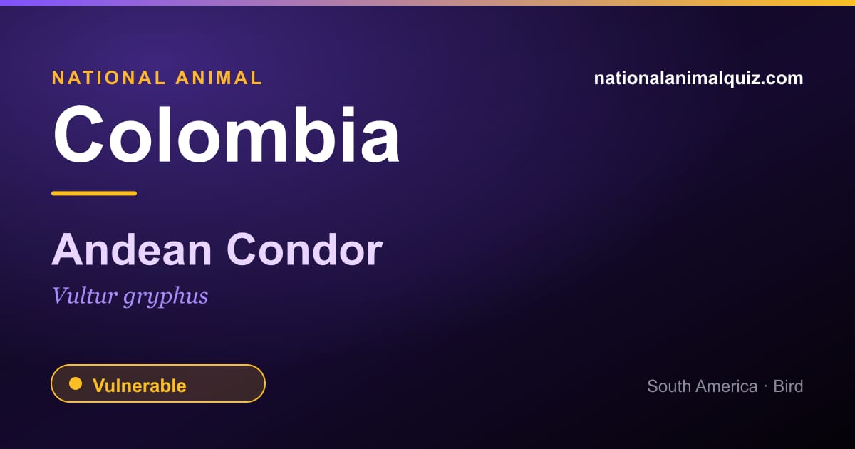 Colombia national animal — the Andean Condor (Vultur gryphus)