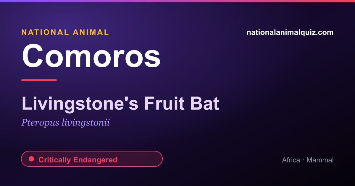 Comoros national animal — the Livingstone's Fruit Bat (Pteropus livingstonii)