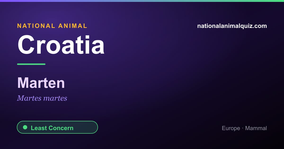 Croatia national animal — the Marten (Martes martes)