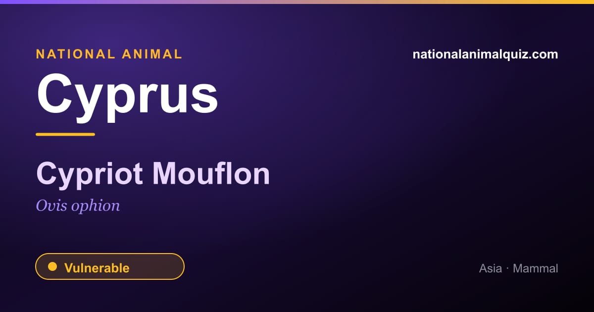 Cyprus national animal — the Cypriot Mouflon (Ovis ophion)