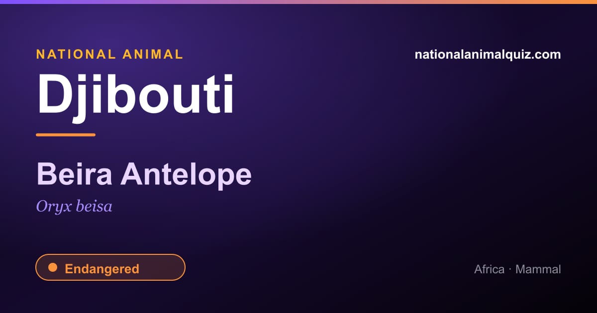 Djibouti national animal — the Beira Antelope (Oryx beisa)