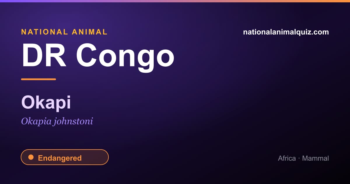 DR Congo national animal — the Okapi (Okapia johnstoni)