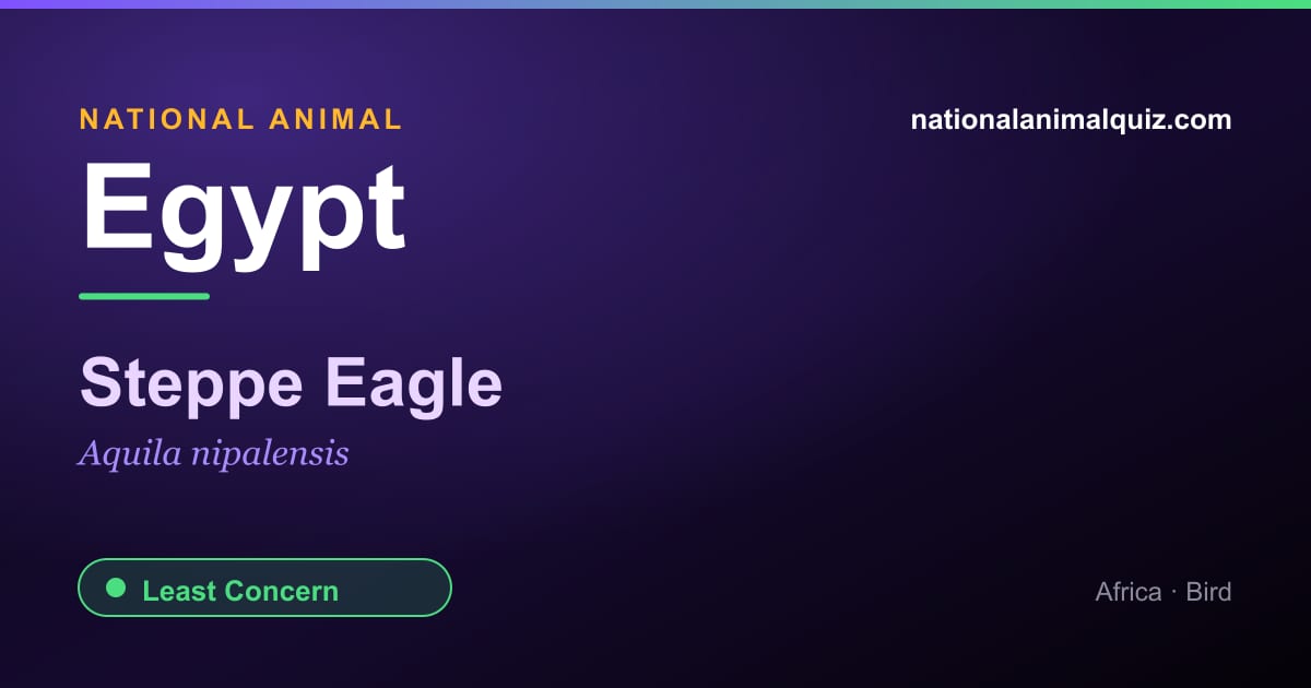 Egypt national animal — the Steppe Eagle (Aquila nipalensis)