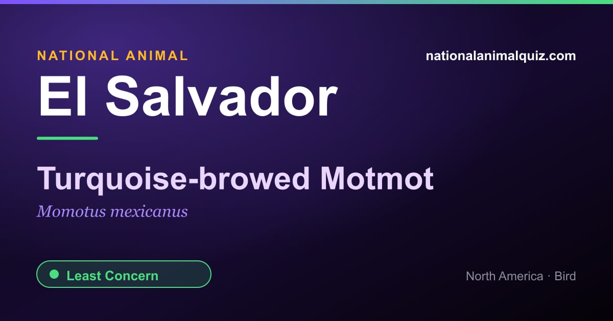 El Salvador national animal — the Turquoise-browed Motmot (Momotus mexicanus)