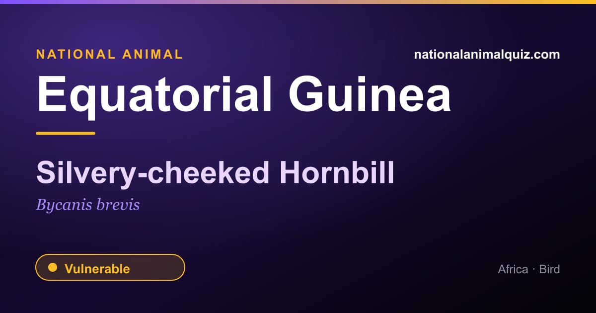 Equatorial Guinea national animal — the Silvery-cheeked Hornbill (Bycanis brevis)