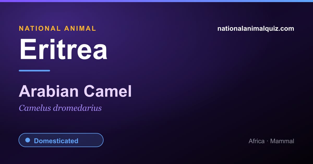 Eritrea national animal — the Arabian Camel (Camelus dromedarius)
