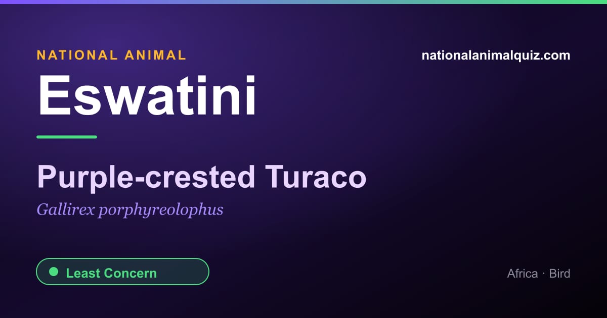 Eswatini national animal — the Purple-crested Turaco (Gallirex porphyreolophus)