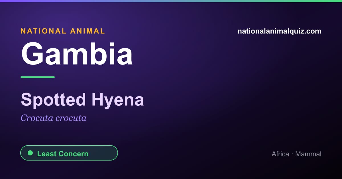 Gambia national animal — the Spotted Hyena (Crocuta crocuta)