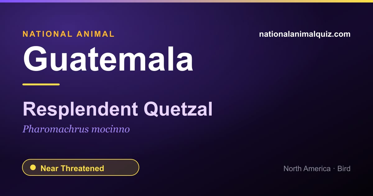 Guatemala national animal — the Resplendent Quetzal (Pharomachrus mocinno)