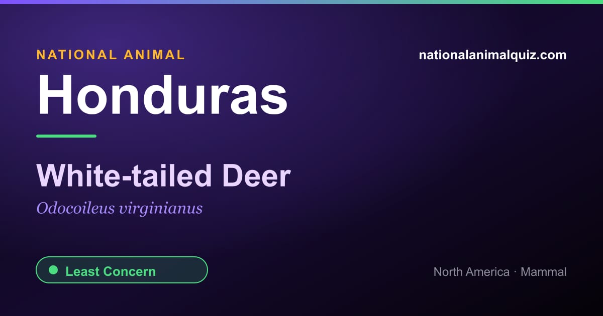 Honduras national animal — the White-tailed Deer (Odocoileus virginianus)
