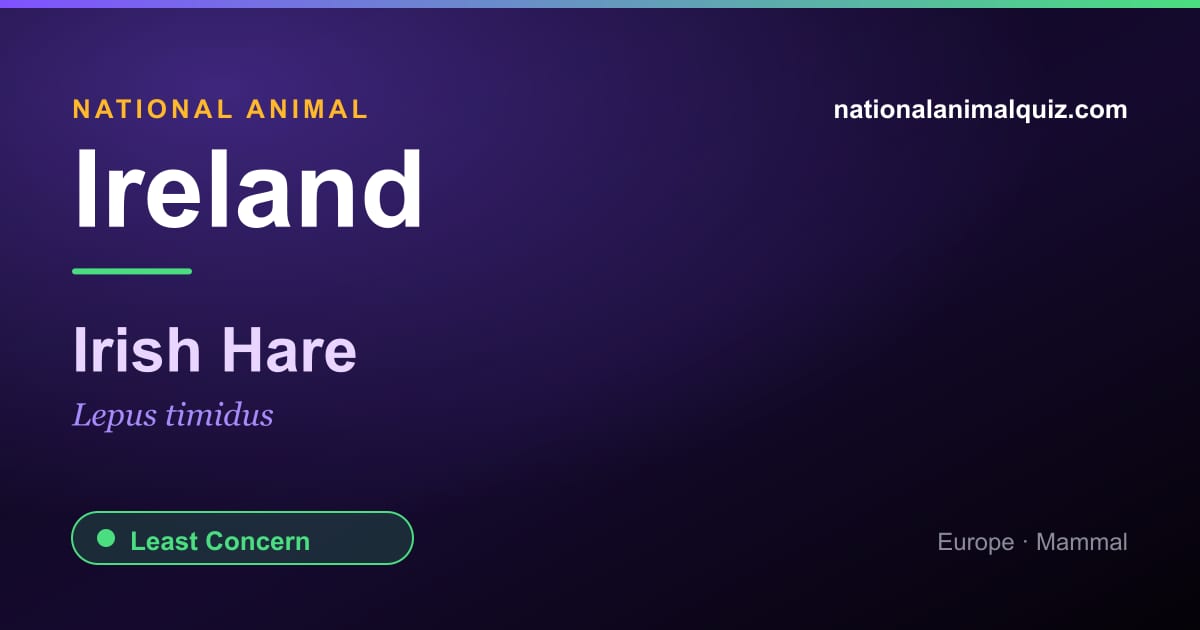 Ireland national animal — the Irish Hare (Lepus timidus)