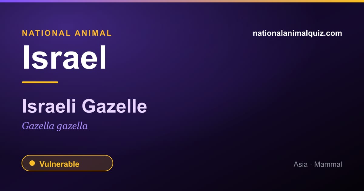 Israel national animal — the Israeli Gazelle (Gazella gazella)