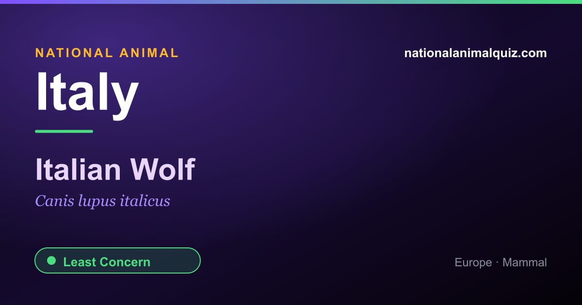 Italy national animal — the Italian Wolf (Canis lupus italicus)