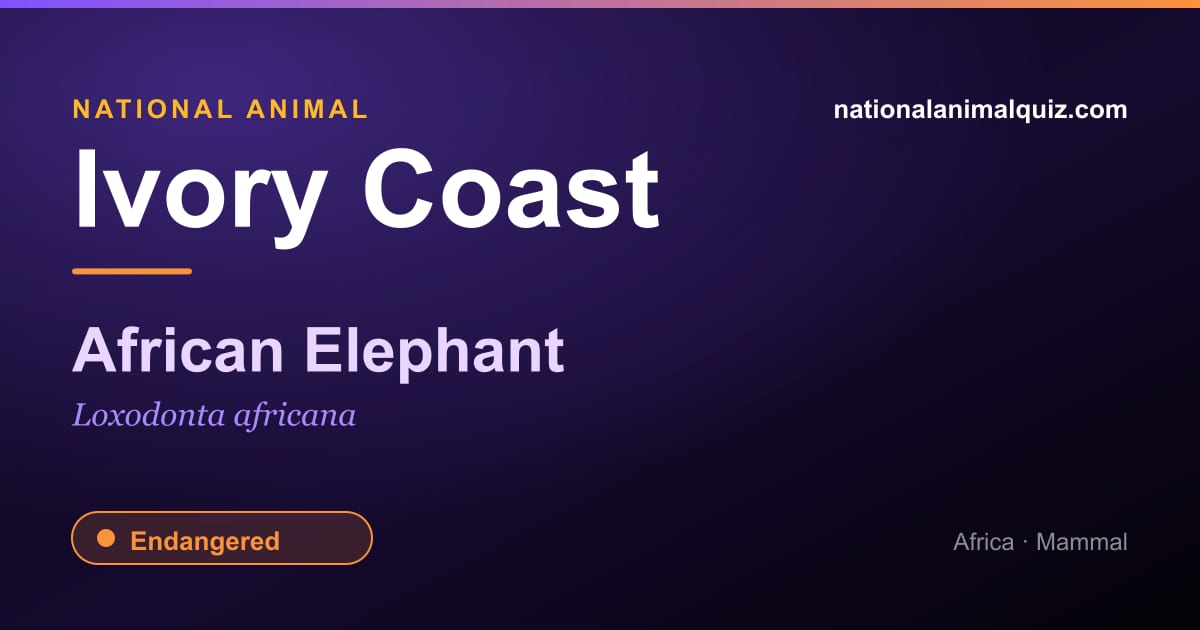 Ivory Coast national animal — the African Elephant (Loxodonta africana)
