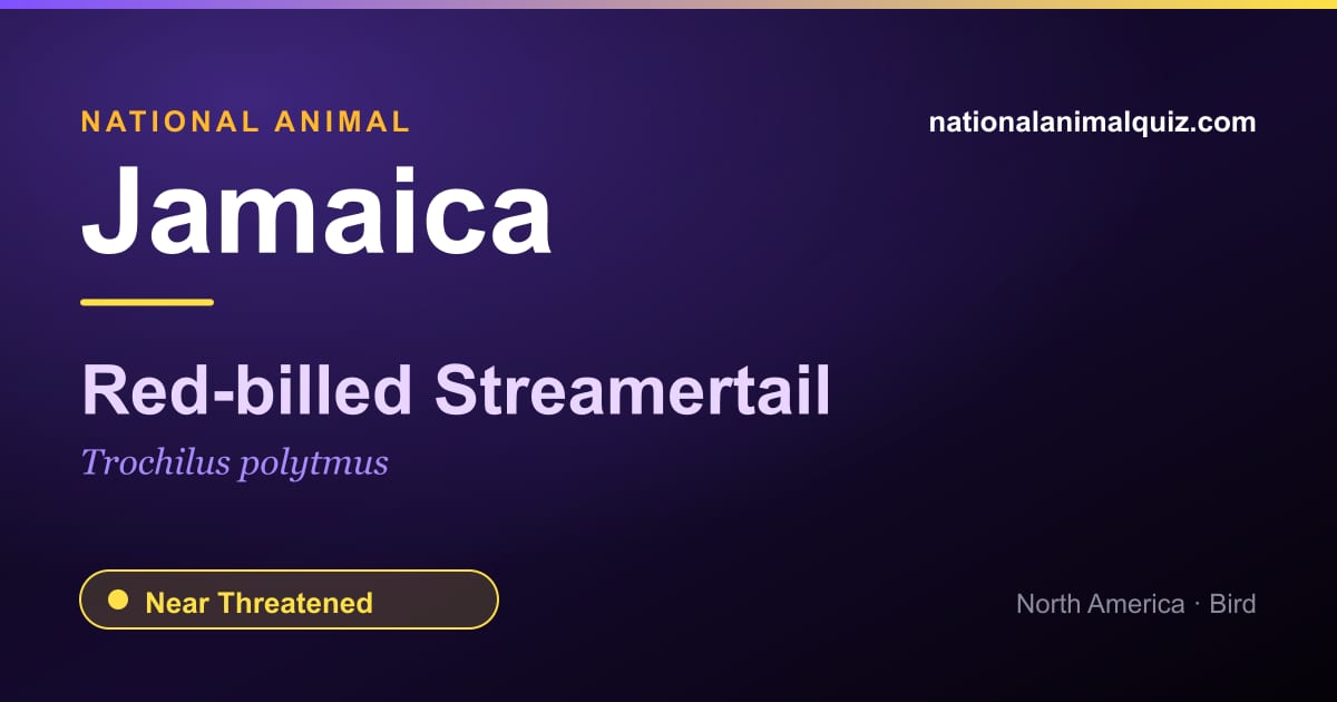 Jamaica national animal — the Red-billed Streamertail (Trochilus polytmus)