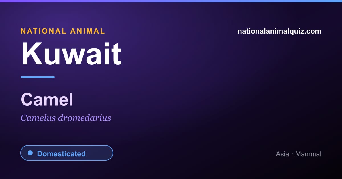 Kuwait national animal — the Camel (Camelus dromedarius)