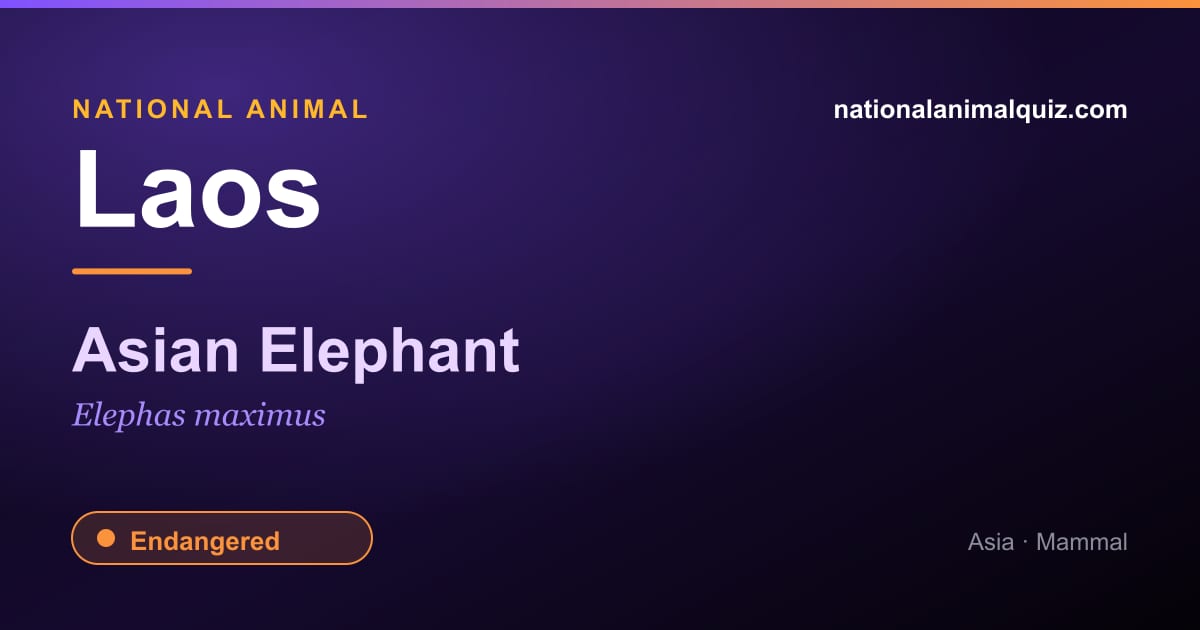Laos national animal — the Asian Elephant (Elephas maximus)