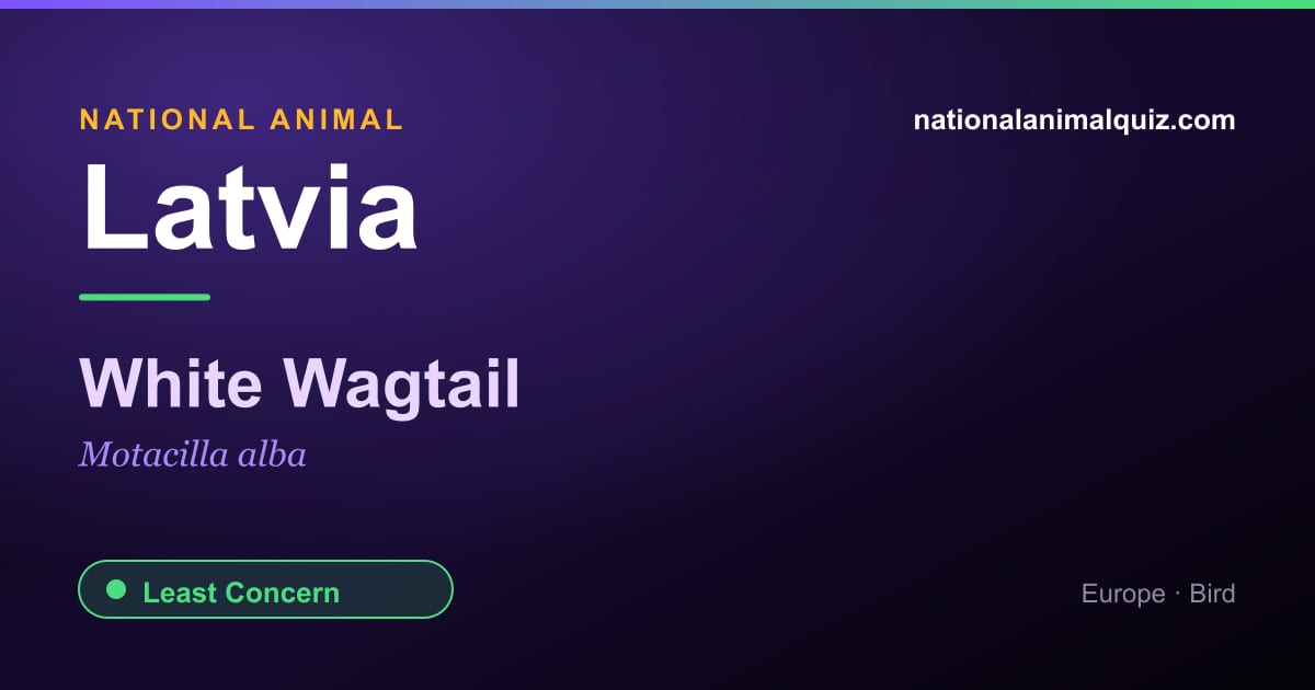 Latvia national animal — the White Wagtail (Motacilla alba)
