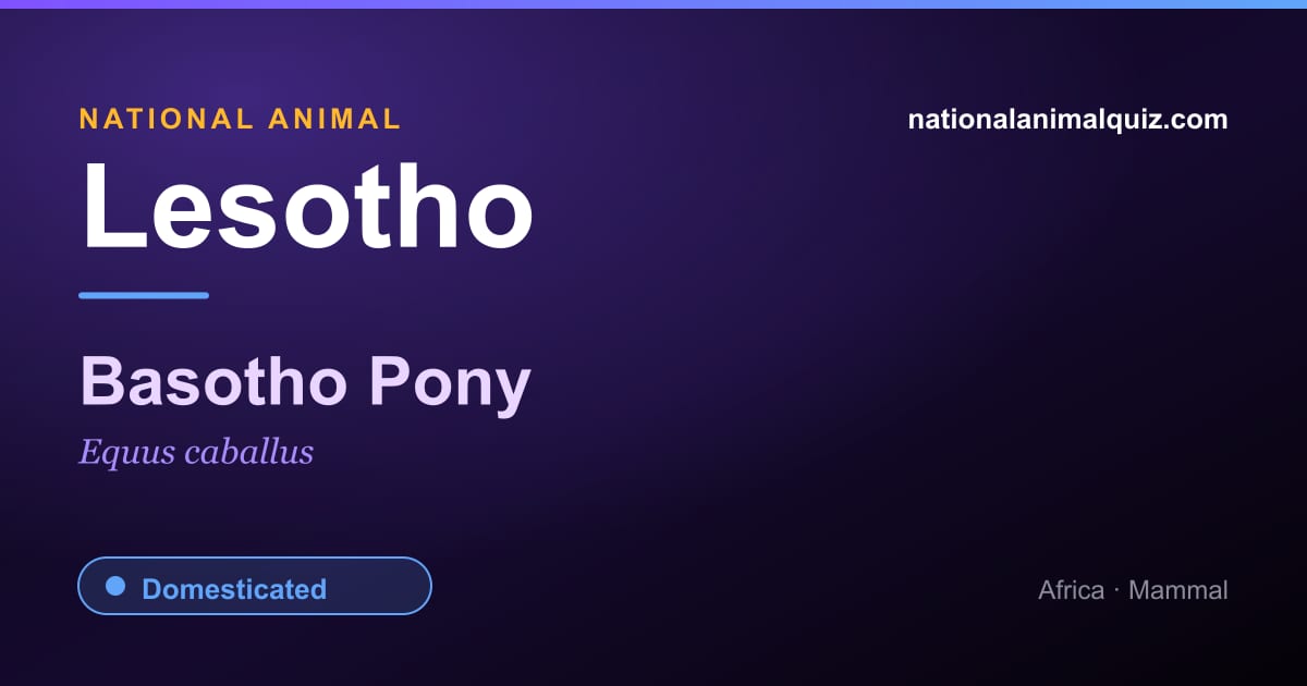 Lesotho national animal — the Basotho Pony (Equus caballus)