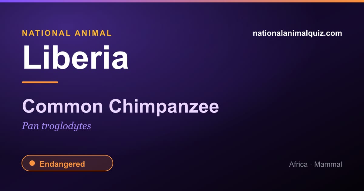 Liberia national animal — the Common Chimpanzee (Pan troglodytes)