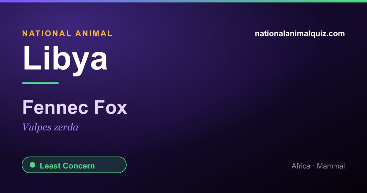 Libya national animal — the Fennec Fox (Vulpes zerda)