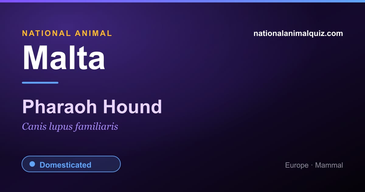 Malta national animal — the Pharaoh Hound (Canis lupus familiaris)