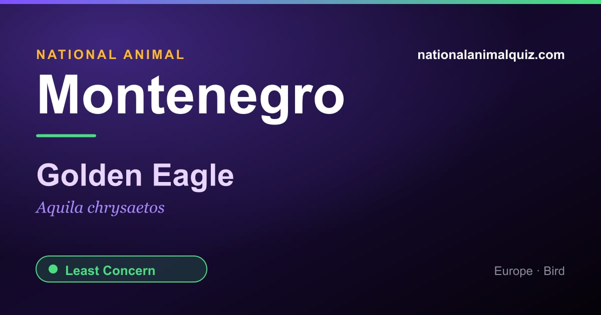 Montenegro national animal — the Golden Eagle (Aquila chrysaetos)