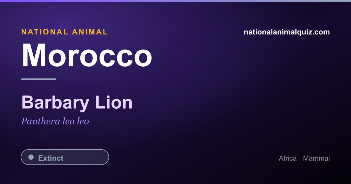 Morocco national animal — the Barbary Lion (Panthera leo leo)