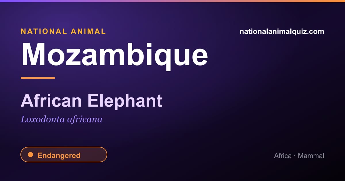 Mozambique national animal — the African Elephant (Loxodonta africana)