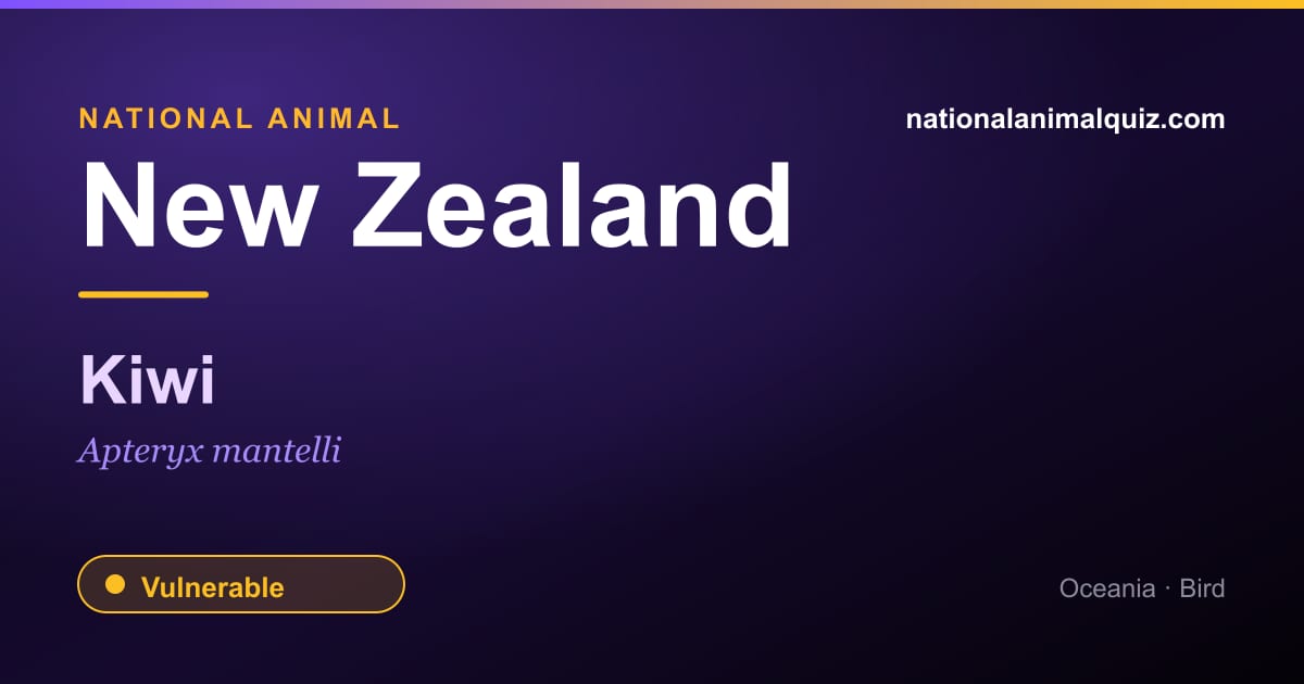 New Zealand national animal — the Kiwi (Apteryx mantelli)