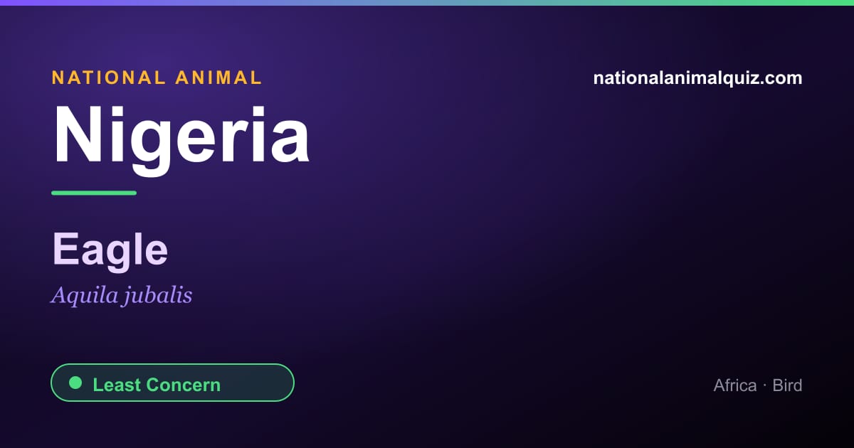 Nigeria national animal — the Eagle (Aquila jubalis)