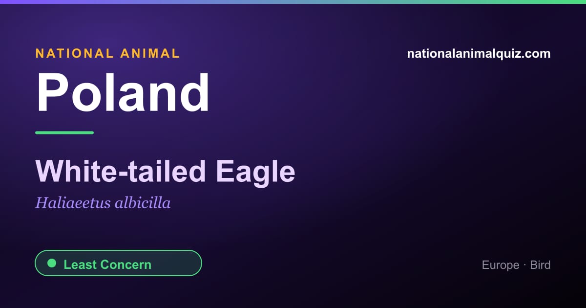 Poland national animal — the White-tailed Eagle (Haliaeetus albicilla)