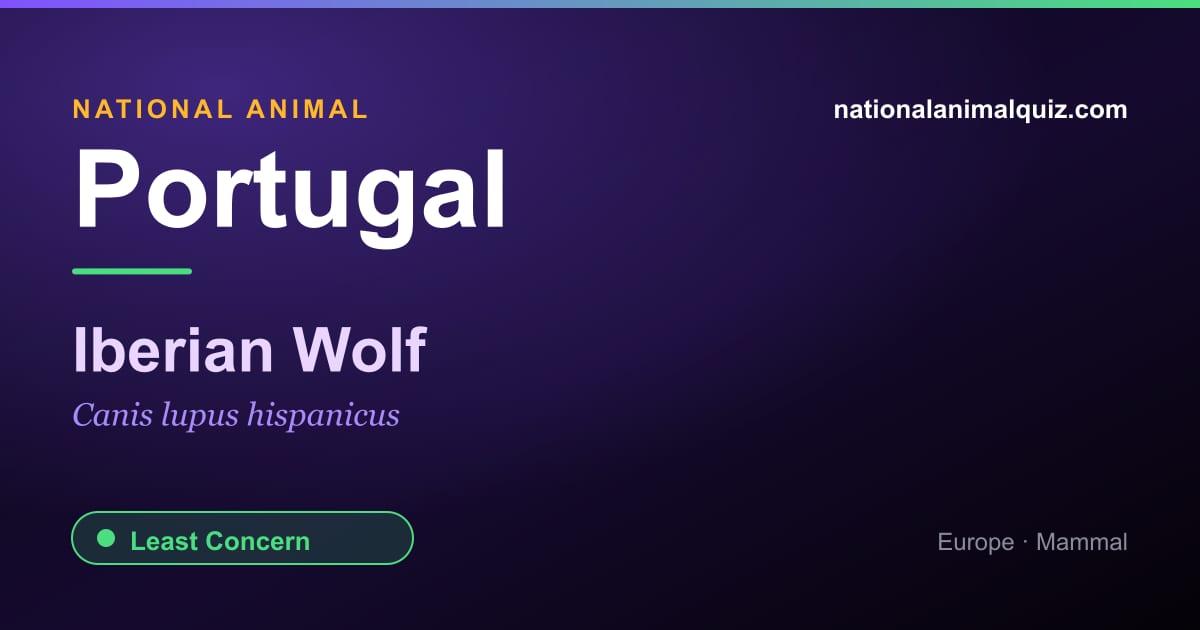 Portugal national animal — the Iberian Wolf (Canis lupus hispanicus)