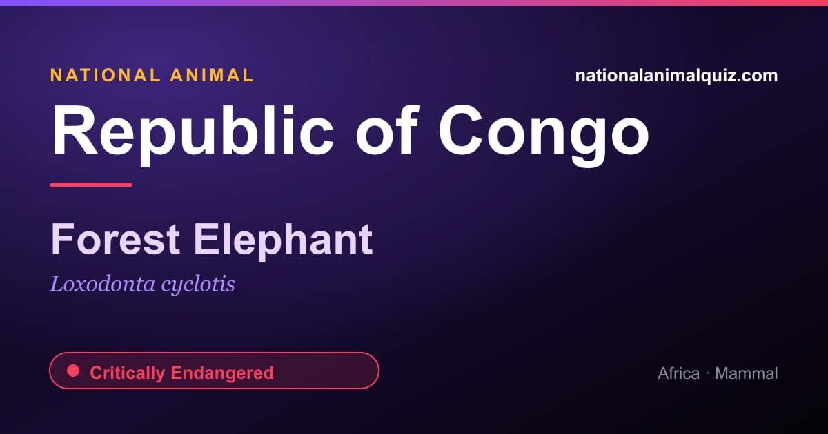 Republic of Congo national animal — the Forest Elephant (Loxodonta cyclotis)